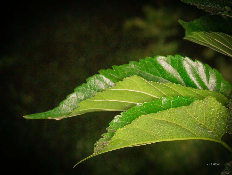 Flower Photograph - Mulberry Leaves by Tim Bryan