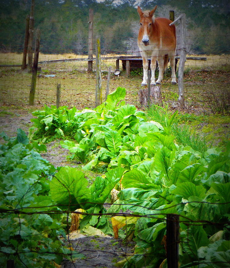 Mule and Greens 1 Photograph by Sheri McLeroy