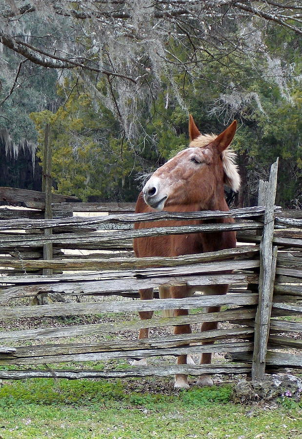 Mule behind Split Rail Fence Photograph by Sheri McLeroy