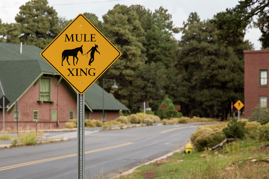 Mule Crossing Warning Sign Photograph by Jim West