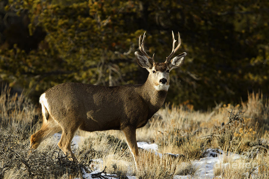 Mule Deer 4x4 #4350 Photograph by J L Woody Wooden - Fine Art America