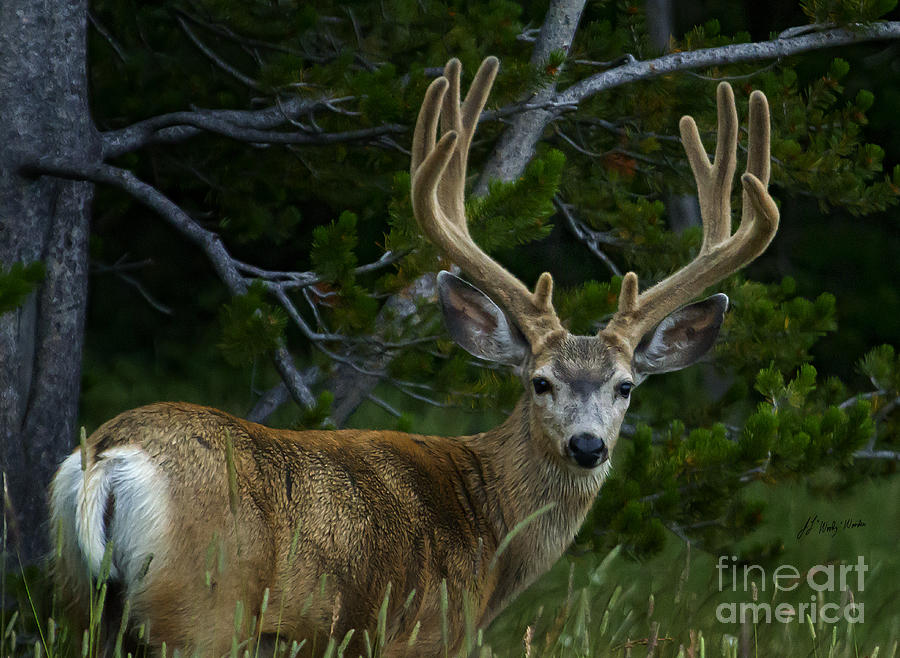 Mule Deer 4x4 In Velvet-signed  #4213 Photograph