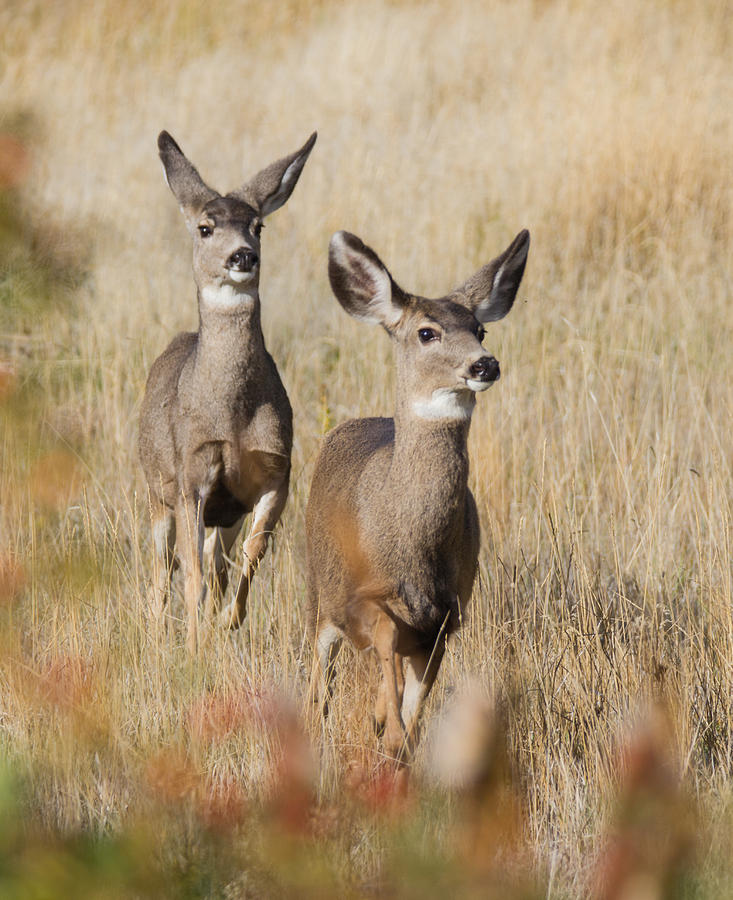 Mule Deer  Photograph by Angie Vogel