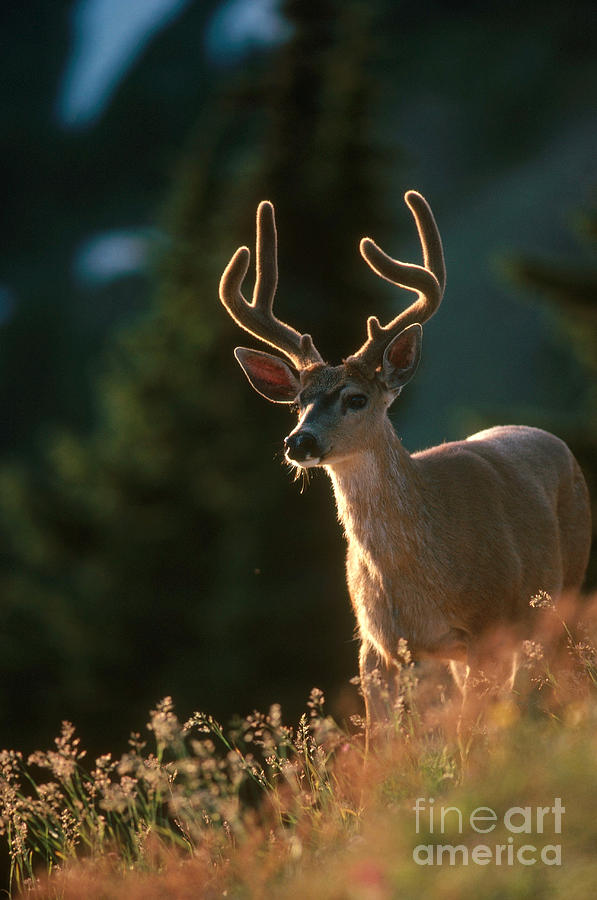Mule Deer Photograph by Art Wolfe