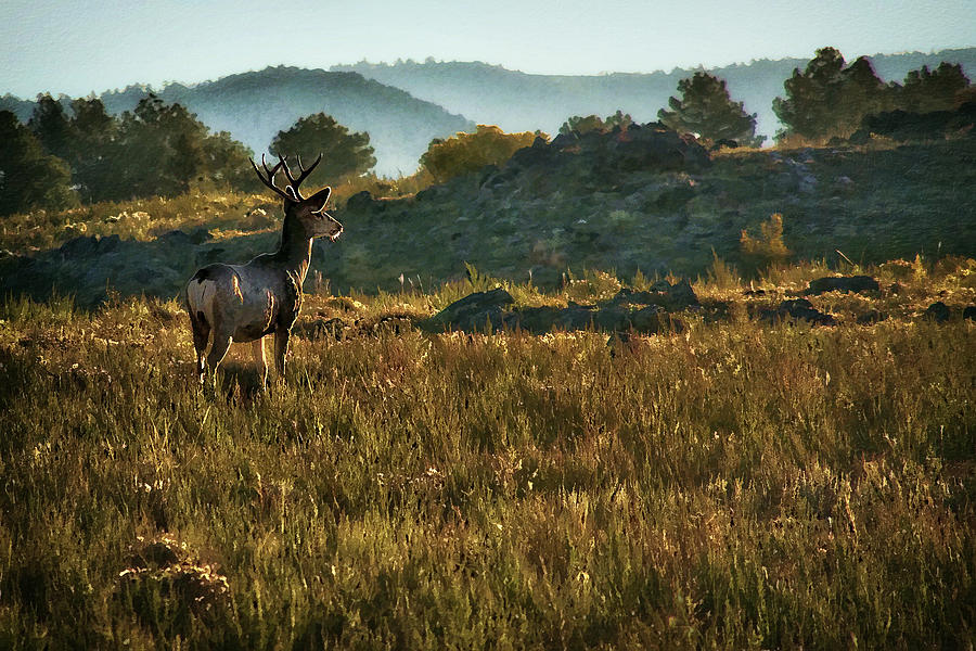 Mule Deer at De Weese Reservoir Photograph by Priscilla Burgers