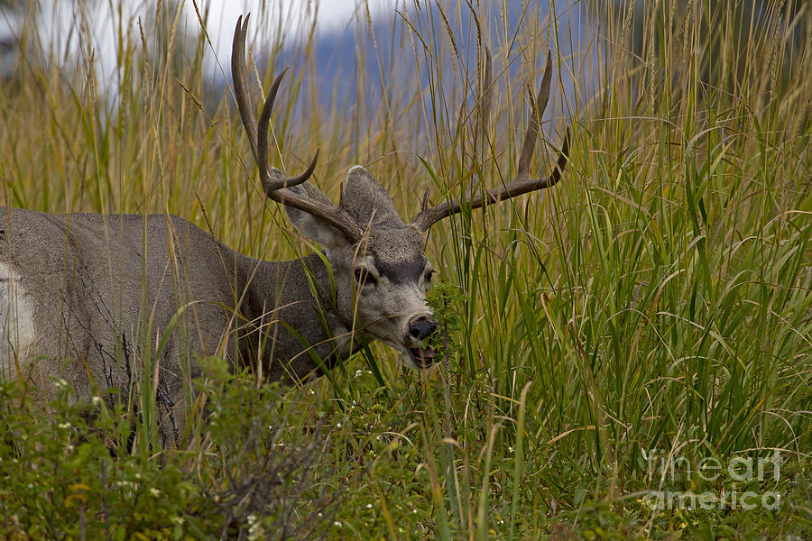 Mule Deer Buck 3x3 8073 Photograph by J L Woody Wooden