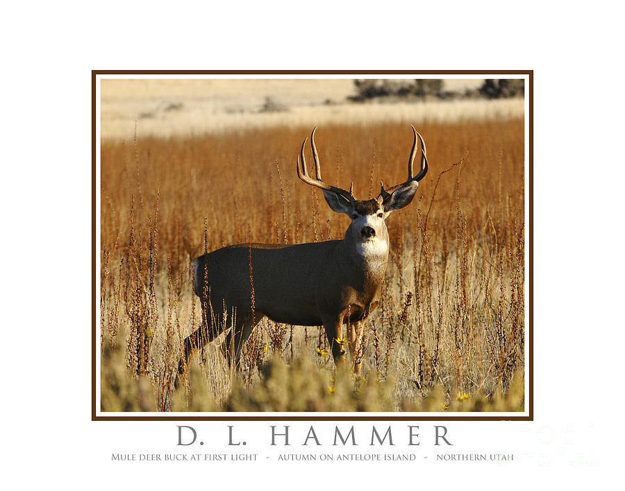 Mule Deer Buck at First Light Photograph by Dennis Hammer