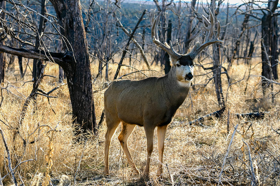 Mule Deer Buck Photograph by Ben Adkison - Fine Art America