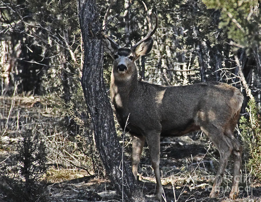 Deer Photograph - Mule Deer Buck by Bob Hislop