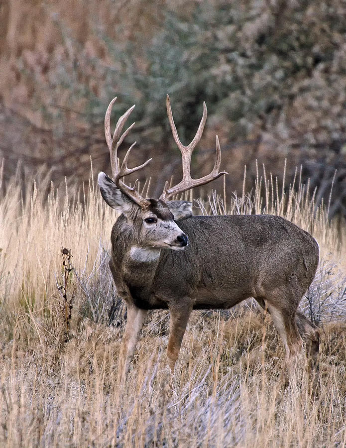 Mule Deer Buck Photograph by Bruce J Barker - Fine Art America