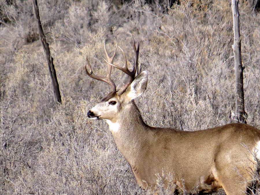 Mule Deer Buck Photograph