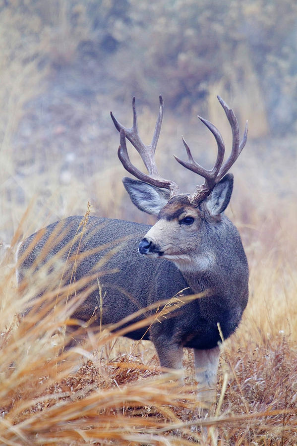 Mule Deer Buck, Foggy Frosty Morning Photograph by Ken Archer - Fine ...