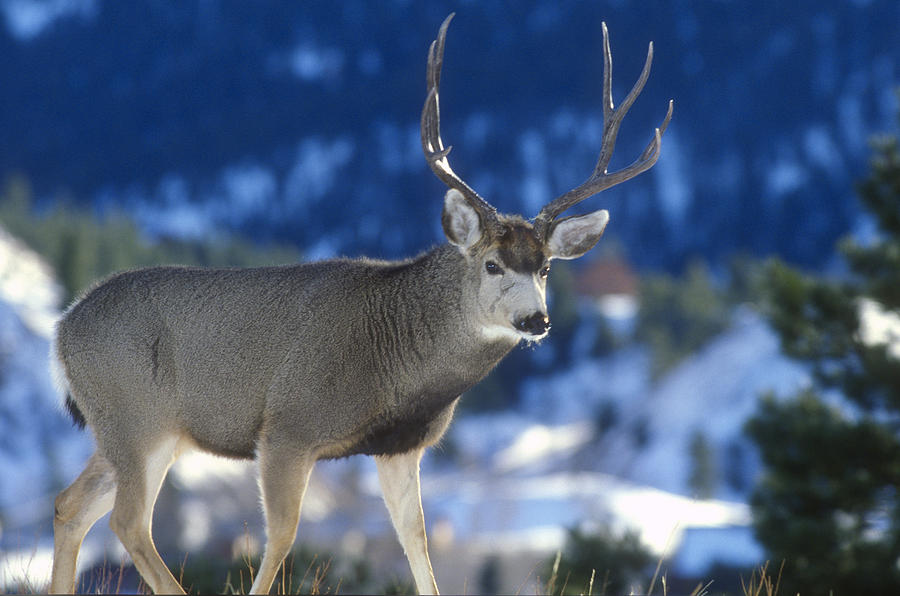 Mule Deer Buck Photograph by Greg Ochocki