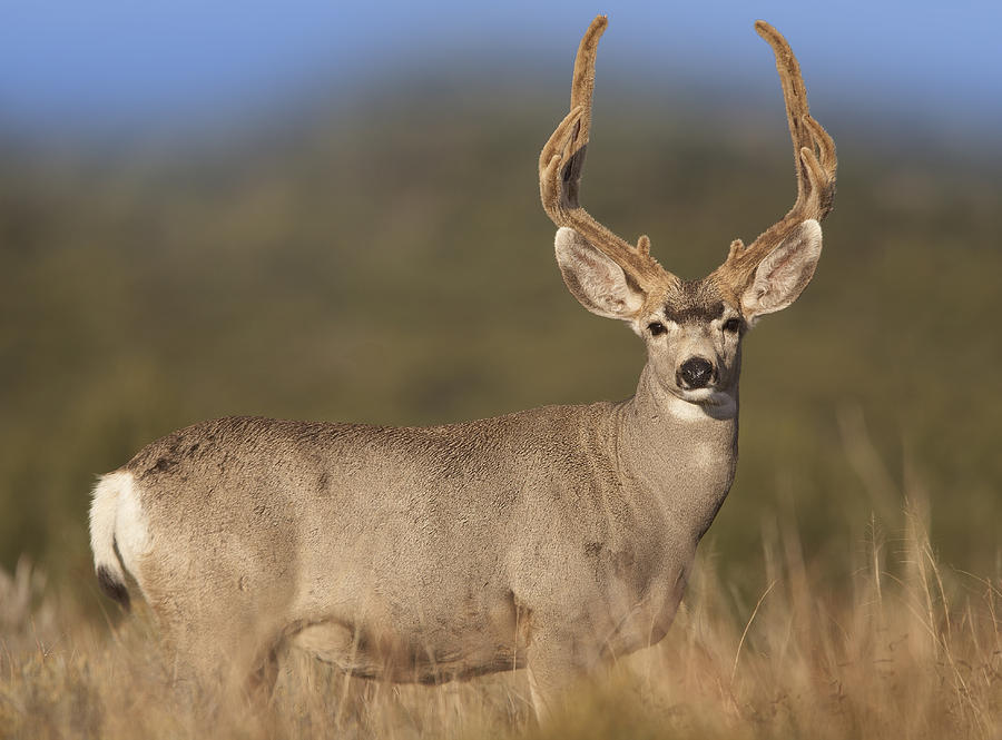 Mule Deer Buck In Dry Grass Photograph by Tim Fitzharris