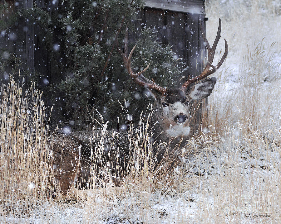 The buck in the snow