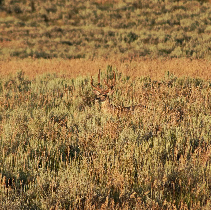 Mule Deer Buck in Velvet Photograph by Daniel Hebard