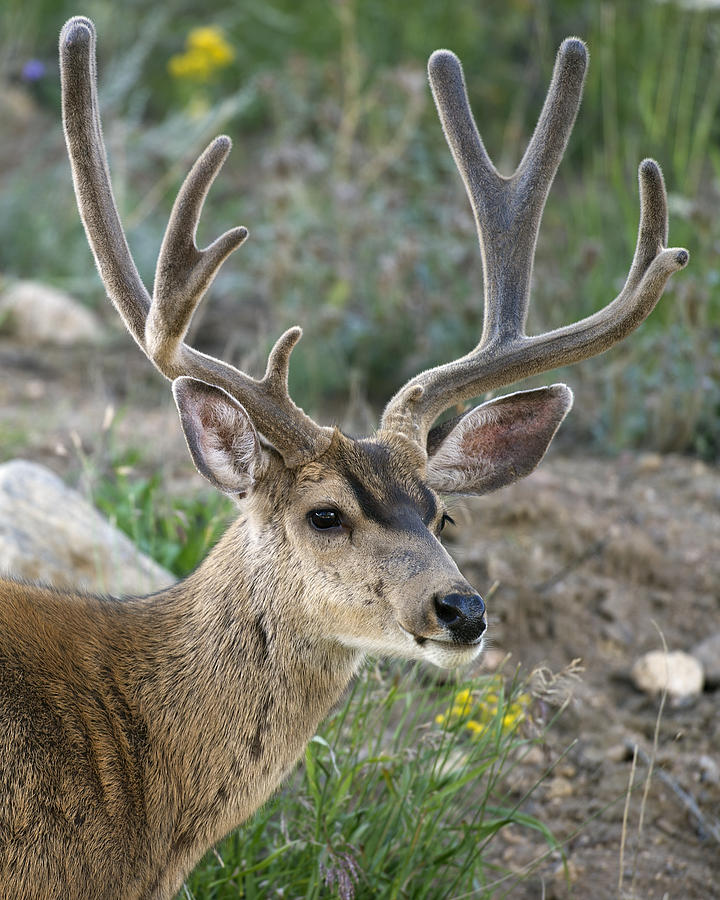Mule Deer Buck In Velvet Photograph by Gary Langley