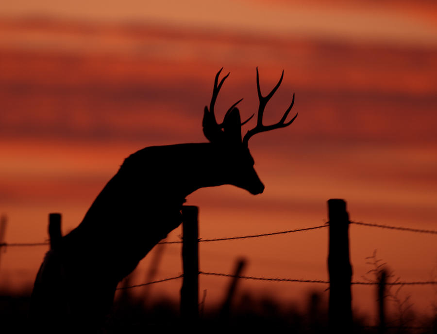 Deer Photograph - Mule Deer Buck Jumping fence at sunset by Gary Langley
