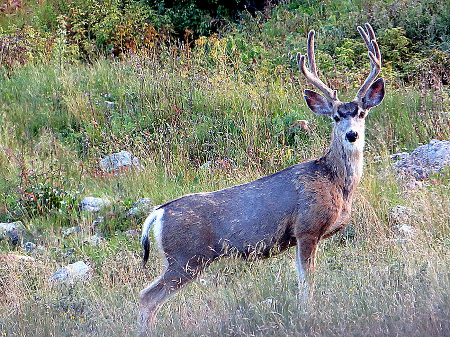 Mule Deer Buck Photograph by Karen Shackles