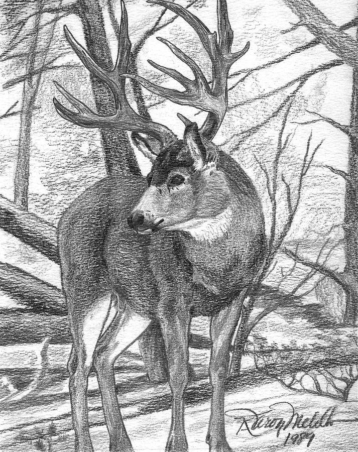 Mule Deer Buck Drawing by Karon Melillo DeVega Fine Art America
