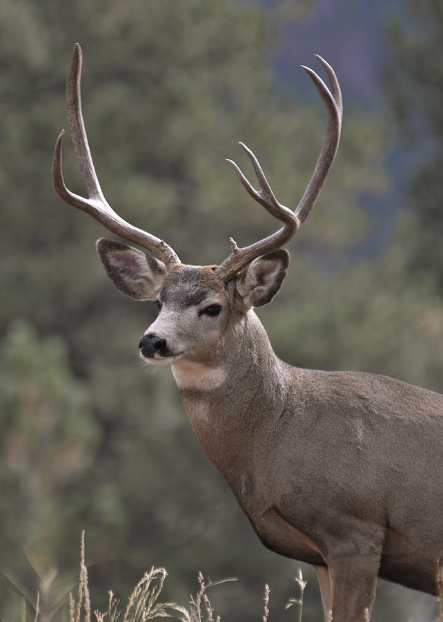 Mule Deer Buck Photograph by Lee Kirchhevel