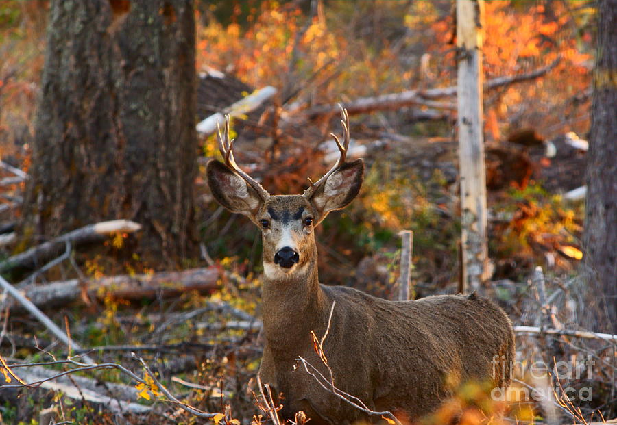 Mule Deer Buck Photograph by Loni Collins
