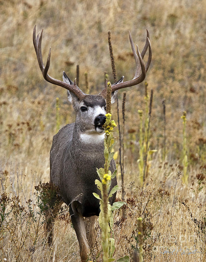 Mule Deer Buck Posing Photograph by Michael Waller - Pixels