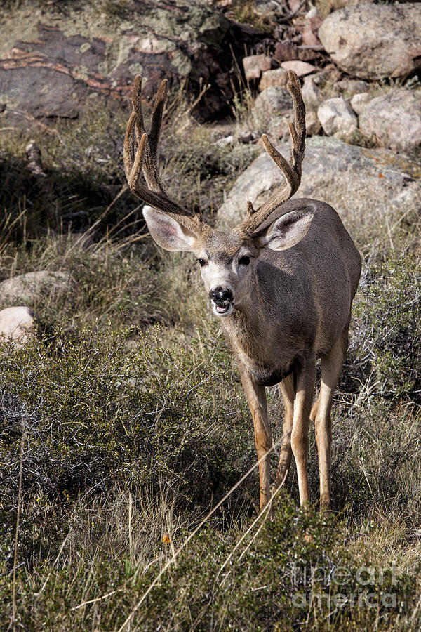 Mule Deer Buck Photograph by Ronald Lutz