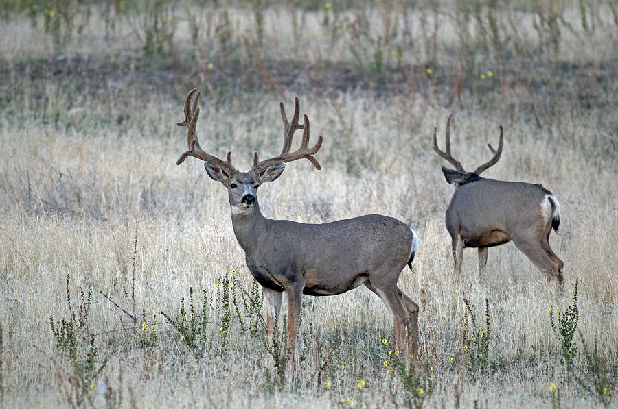 Mule Deer Bucks Photograph by Earl Nelson | Fine Art America