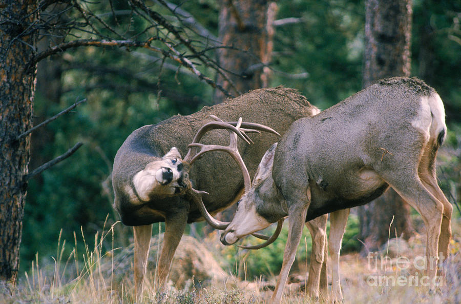 Mule Deer Bucks Fighting Photograph by Mark Newman
