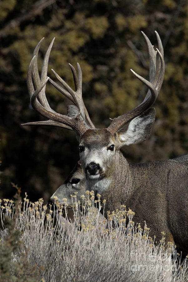 Mule Deer Bucks Photograph by Ray G Foster - Fine Art America