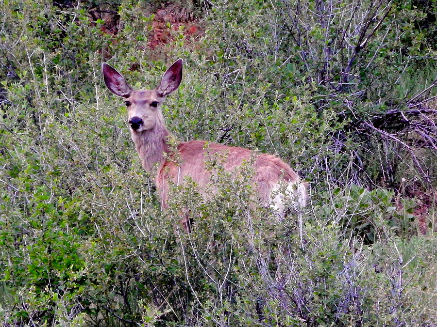 Mule Deer Photograph by Dan Miller
