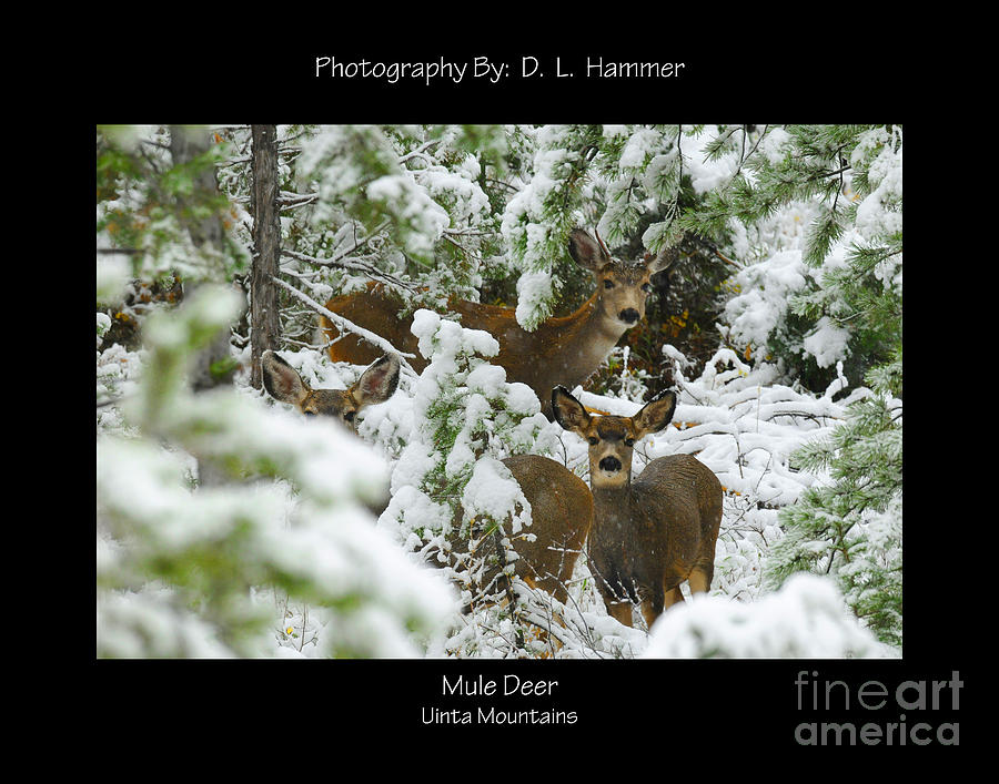 Mule Deer Photograph by Dennis Hammer