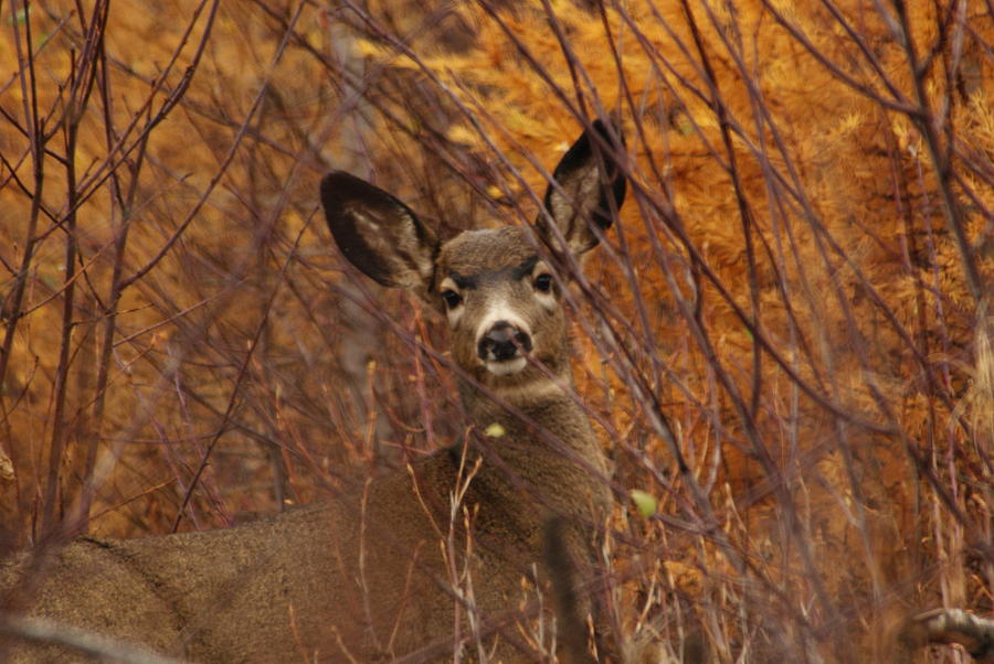 Mule Deer Doe Photograph by Loni Collins