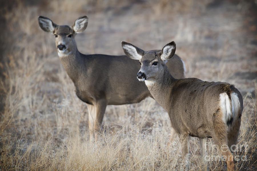 Mule Deer Does Photograph by Dianne Phelps - Fine Art America