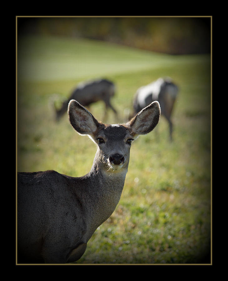 Mule Deer Photograph by Ernest Echols