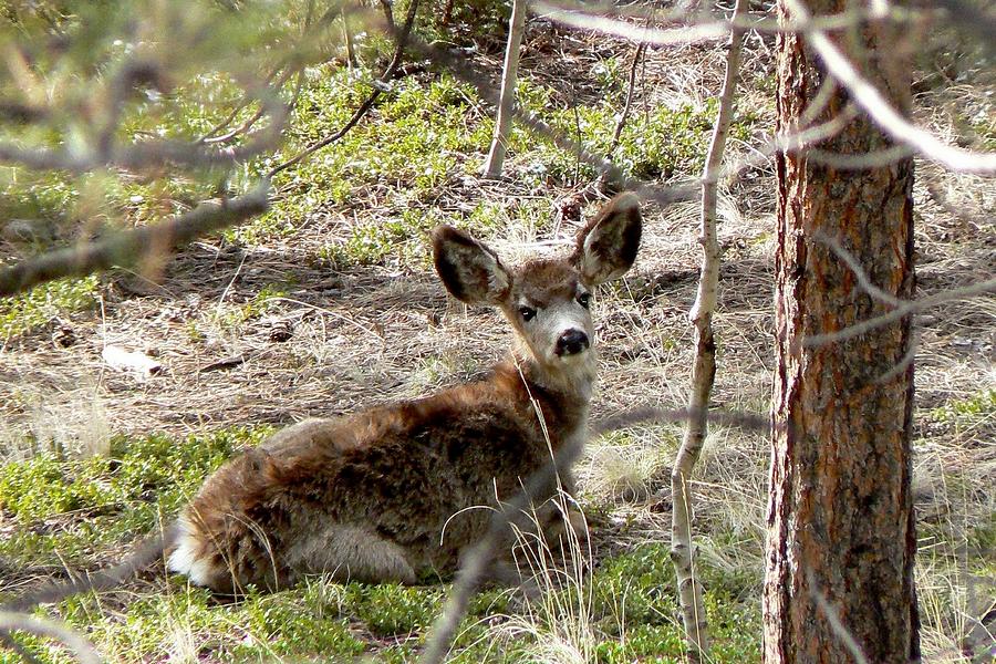 Mule Deer Fawn - Laying Down Photograph by Marilyn Burton