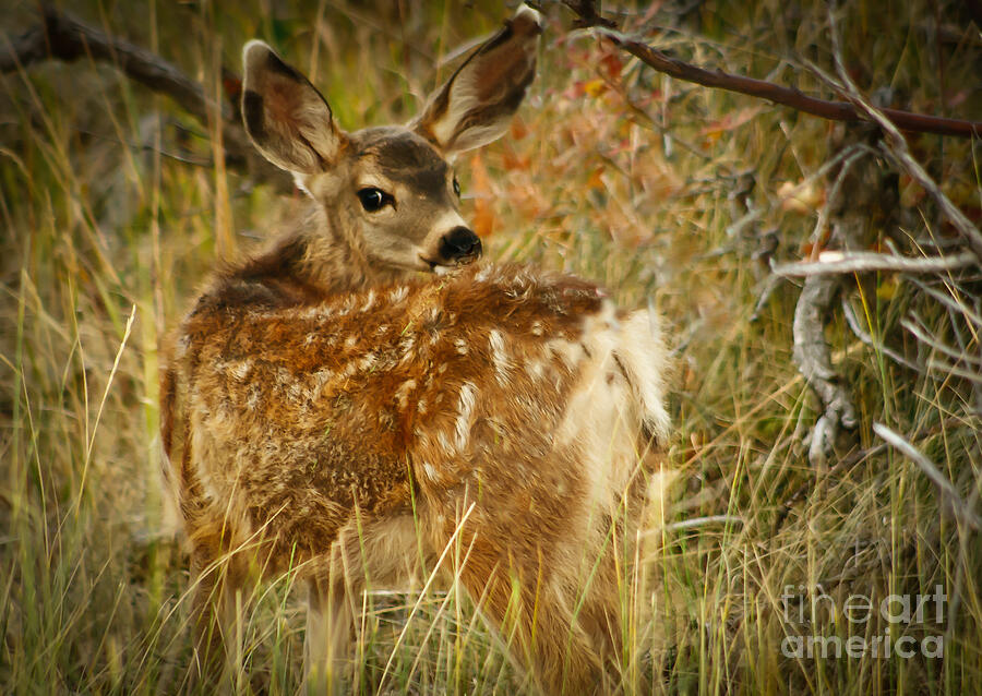 Mule Deer Fawn Photograph by Robert Bales
