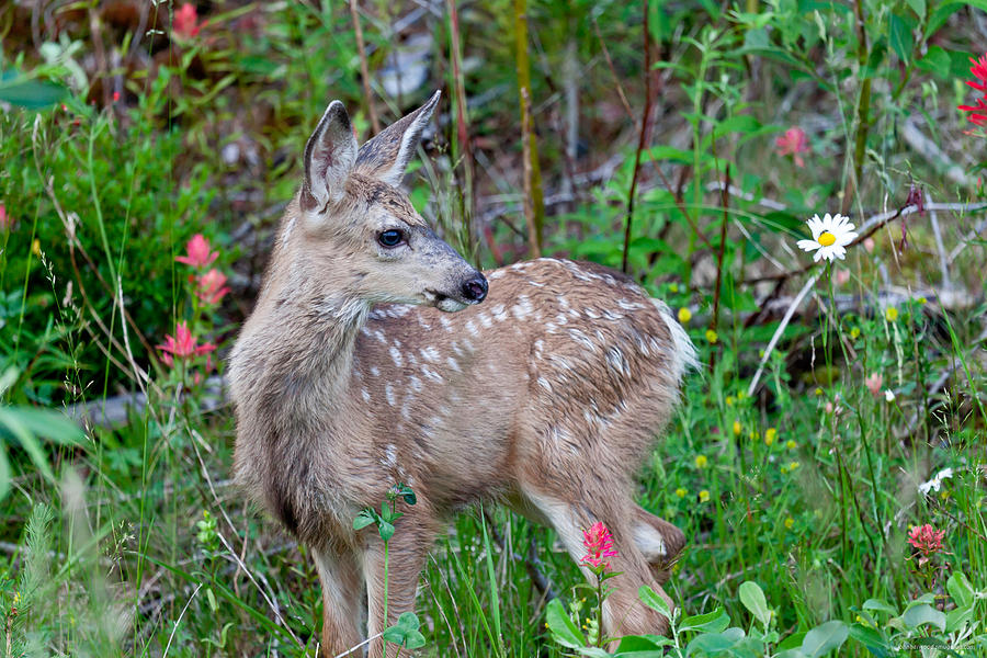 Mule Deer Fawn With Flowers Photograph by John Harwood