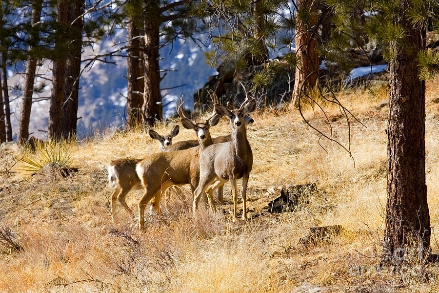 Mule Deer Herd Photograph