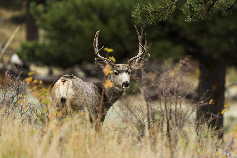 Mule Deer I Photograph by Chad Dutson