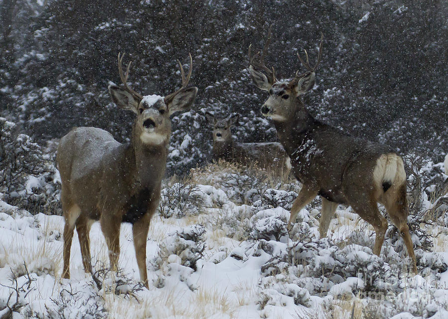 Mule Deer In A Snow Storm #8628 Photograph by J L Woody Wooden - Pixels