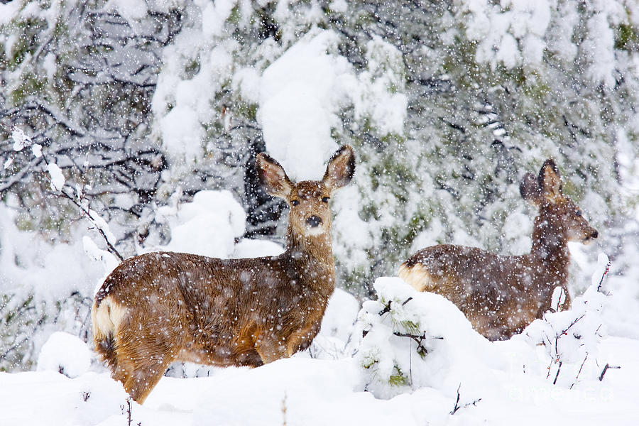 Mule Deer in a Snowstorm Photograph by Steven Krull