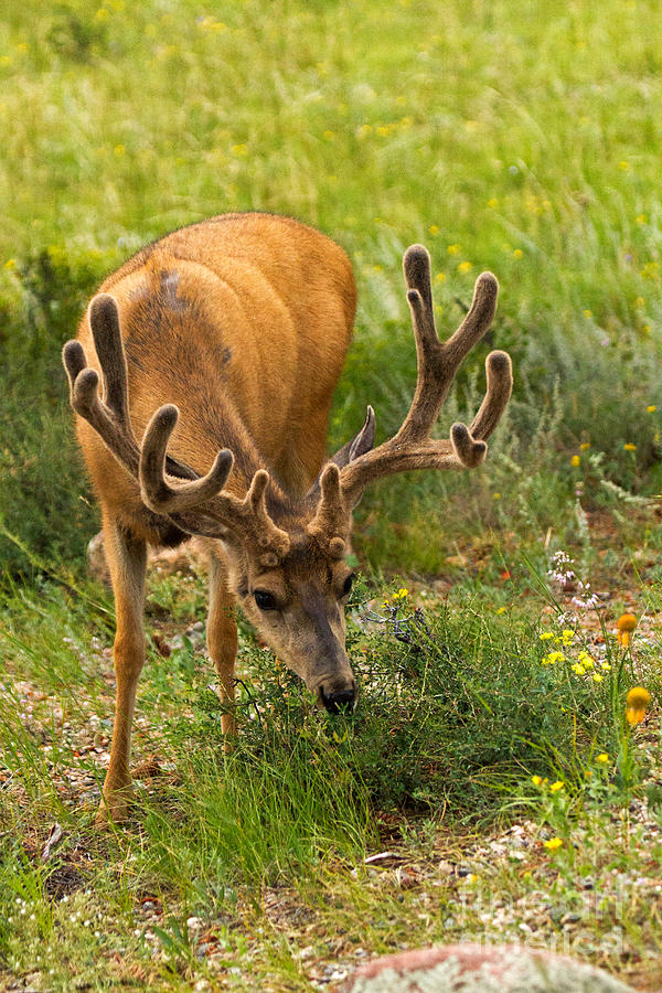 Mule Deer in Beaver Meadows in Rocky Mountain National Park Photograph by Fred Stearns
