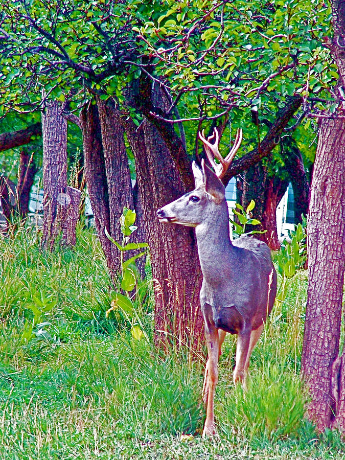 Capitol Reef National Park Photograph - Mule Deer in Fruita Orchard Next to Campground in Capitol Reef National Park-Utah  by Ruth Hager
