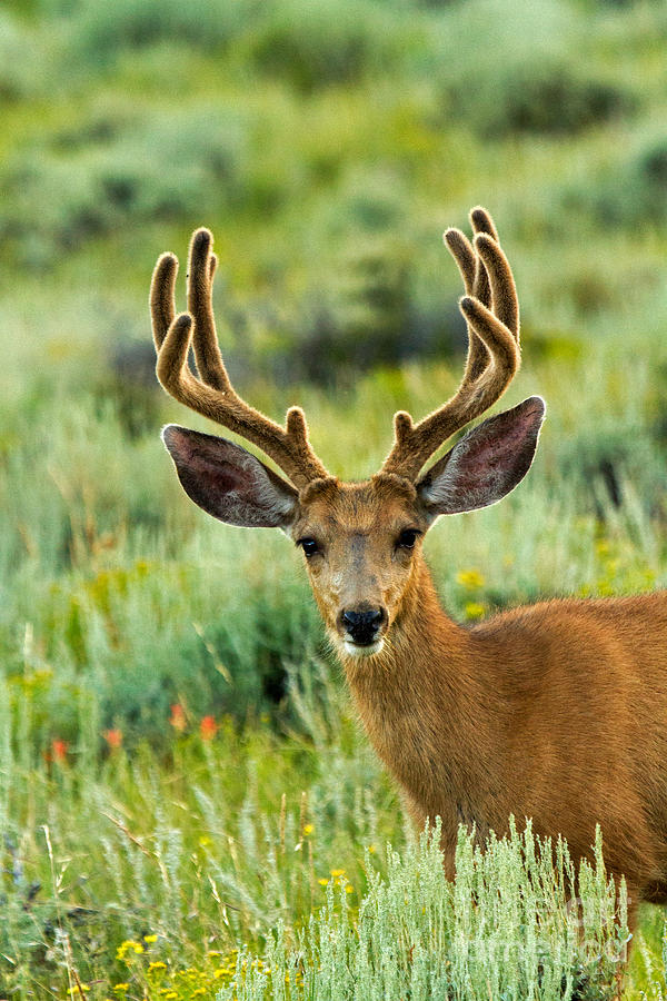 Mule Deer in Rocky Mountain National Park Photograph by Fred Stearns