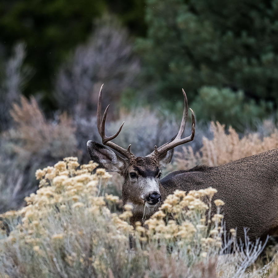 Mule Deer in Sage Brush Photograph by Paul Freidlund
