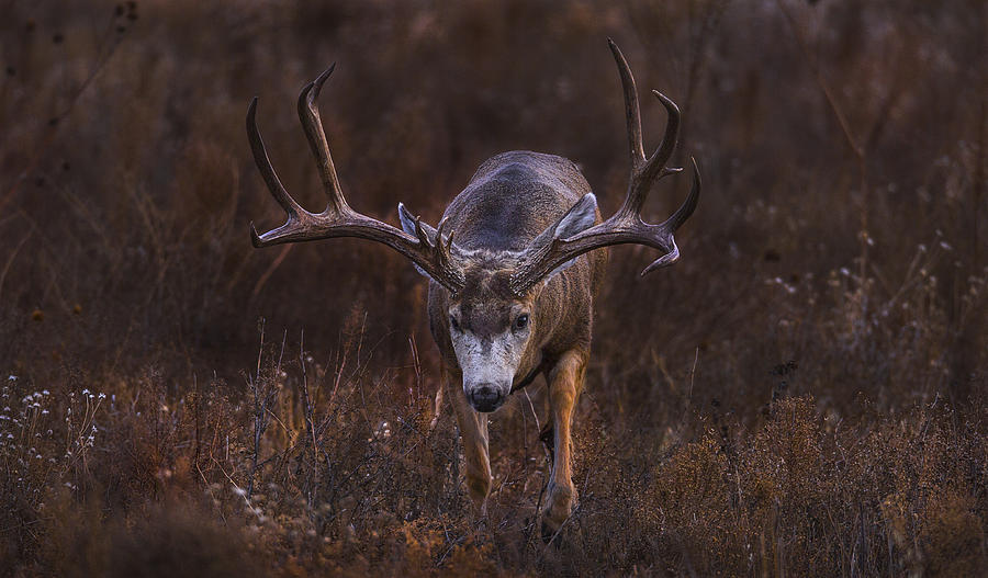 Mule deer in search Photograph by Jeff Shumaker