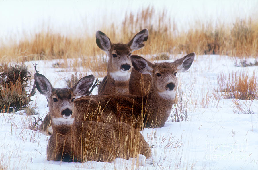Mule Deer In Snow Photograph by Art Wolfe