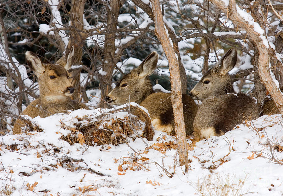 Mule Deer in Snow Photograph by Steven Krull